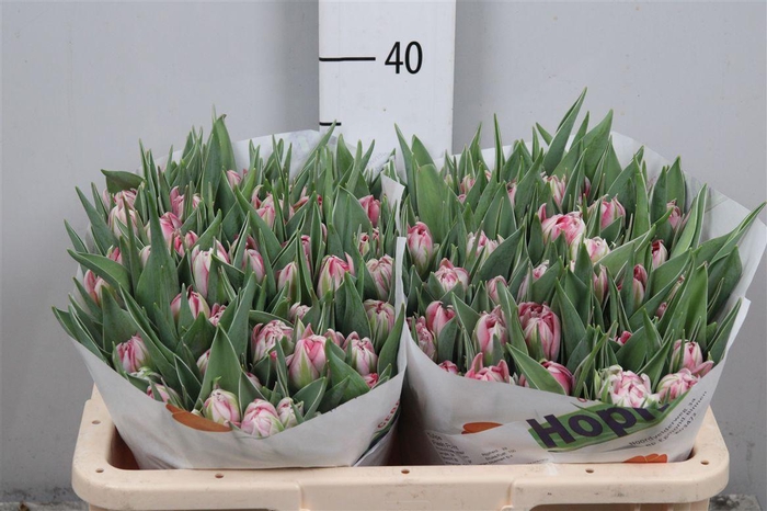 <h4>Tu Du Flash Point</h4>