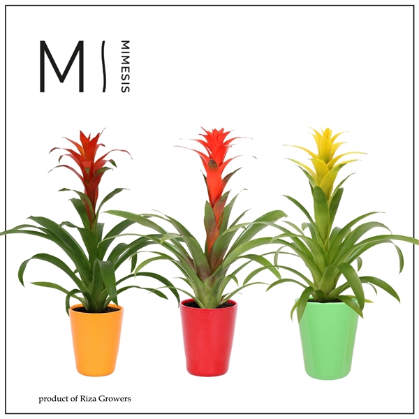 <h4>Mimesis Guzmania Suerte Cupcake - 12 cm in Florence</h4>