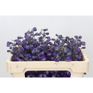 Delph Du Elatum Dewi Purple Heart