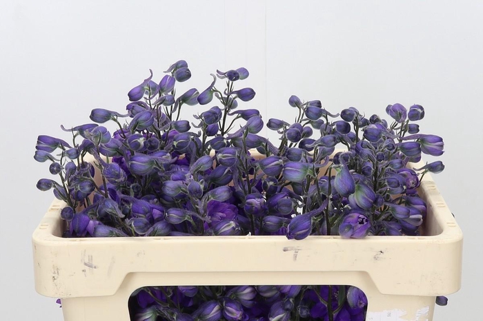 <h4>Delph Du Elatum Dewi Purple Heart</h4>