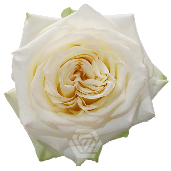 <h4>R GR CANDLELIGHT Tessa</h4>