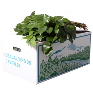 Salal Tip Product Evergreen Jumbo