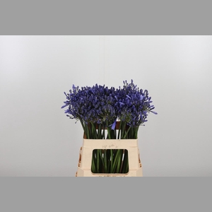 Agapanthus Dr.brouwer