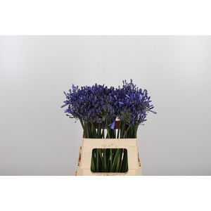 Agapanthus Dr.brouwer