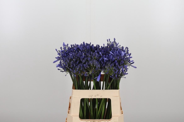 <h4>Agapanthus Dr.brouwer</h4>