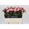 Paeonia Sarah Bernhardt
