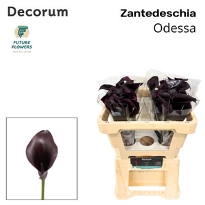 Zantedeschia odessa