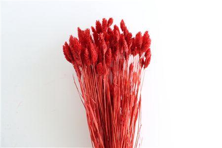 <h4>Dried Phalaris X5 Ferrari Red Bunch</h4>