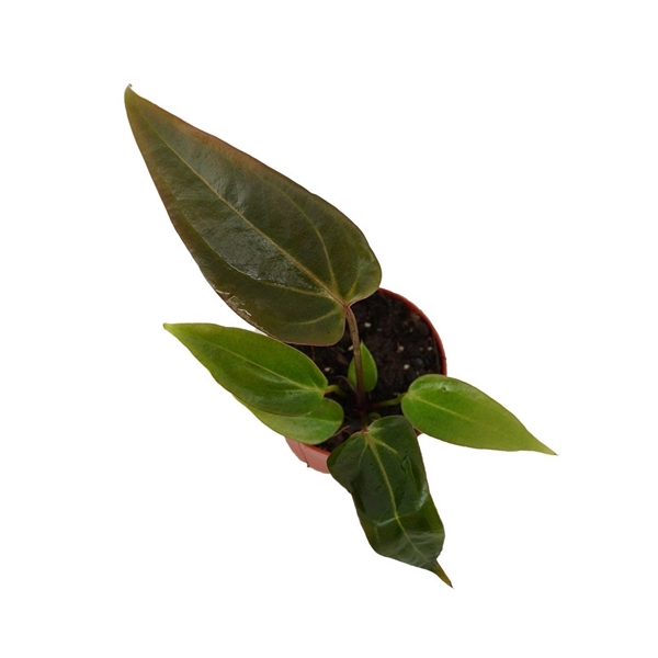 <h4>DocBlock Anthurium Dark & Handsome® '9' X Red Velvet Cake® '24'</h4>