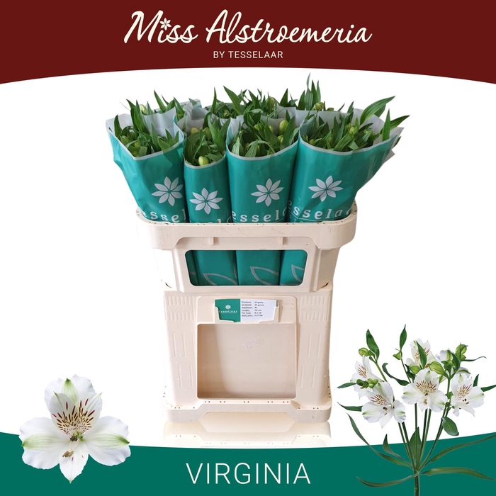 <h4>ALSTR VIRGINIA</h4>