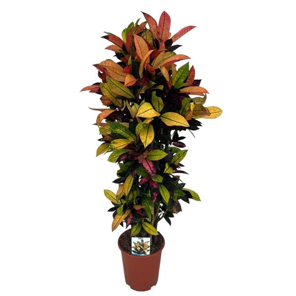 <h4>Codiaeum Variegatum Mrs. Iceton (Peat free / Veenvrij)</h4>