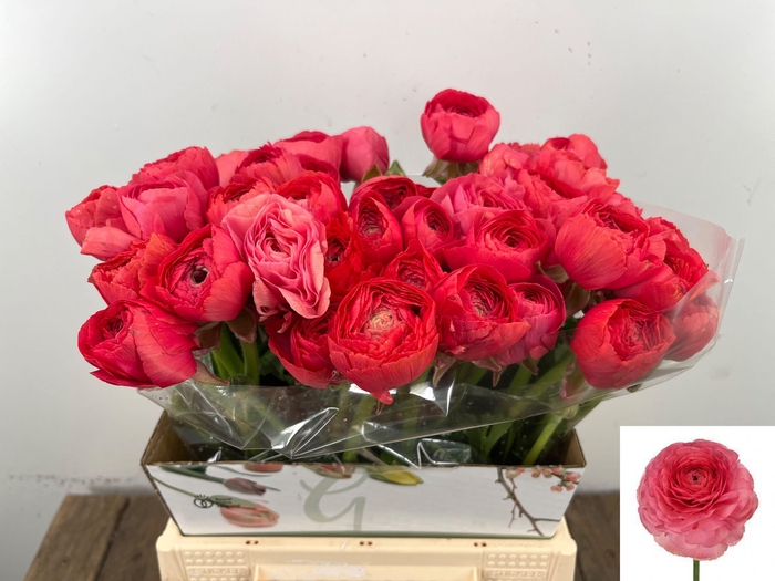 <h4>RAN SU FRAGOLINO</h4>