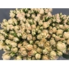 Rosa spray jana