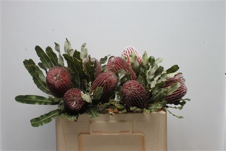 Banksia menziesii