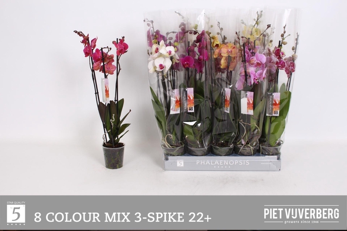 <h4>PHAL GEM 8 KL</h4>