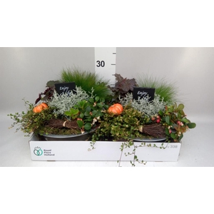 Arr.   Tuinplanten L%