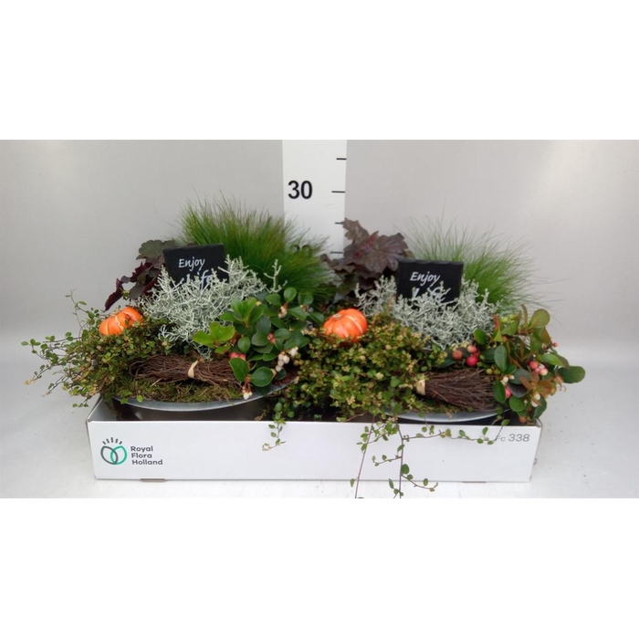 <h4>Arr.   Tuinplanten L%</h4>