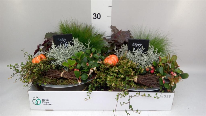 <h4>Arr.   Tuinplanten L%</h4>