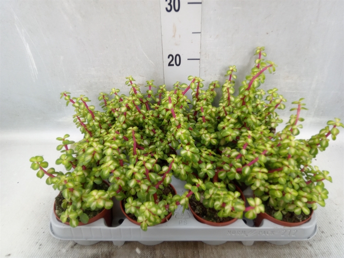 <h4>Portulacaria afra 'Variegata'</h4>