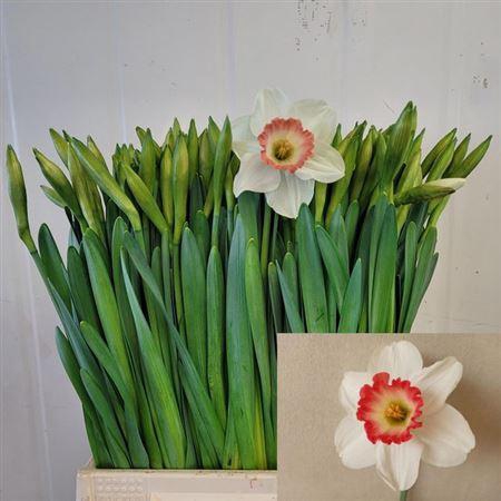 <h4>Narc G Pink Charm</h4>