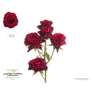 R Tr Rouge Follies