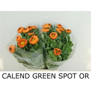 Calend Green Spot Or (NL),(10)