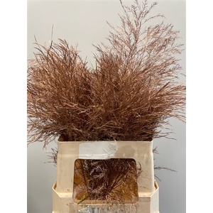 Treefern Copper