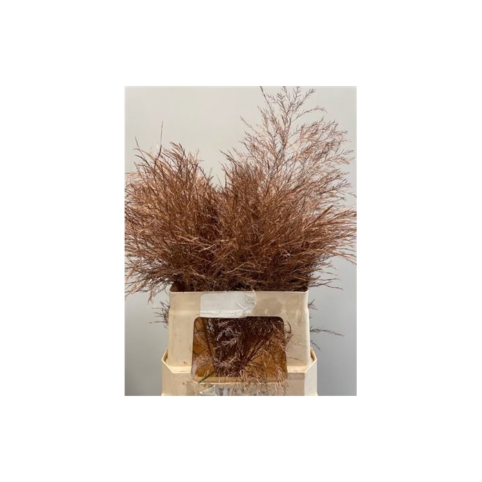 <h4>Treefern Copper</h4>