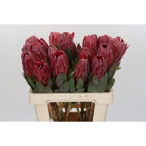Protea Sharon