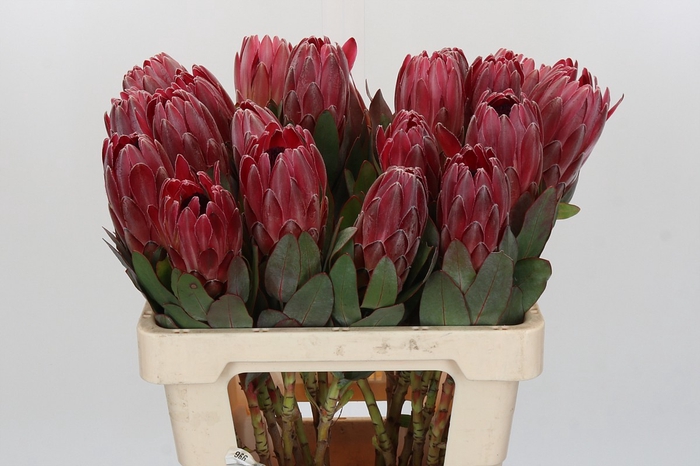 Protea Sharon