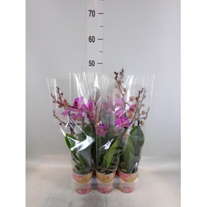 Phalaenopsis multi. 'Ant Hamburg'