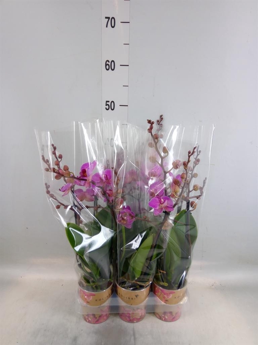 <h4>Phalaenopsis multi. 'Ant Hamburg'</h4>