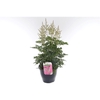 Astilbe arendsii Amerika