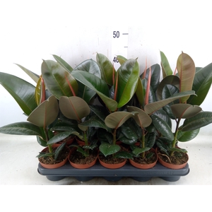 Ficus elastica 'Robusta'