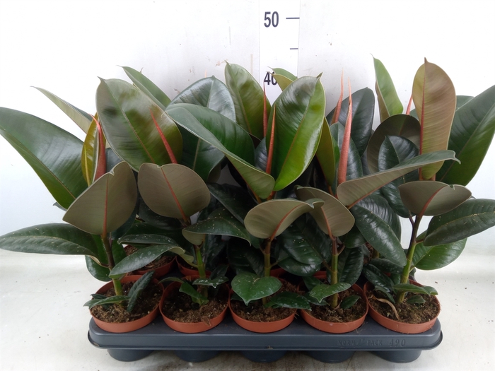 <h4>Ficus elastica 'Robusta'</h4>