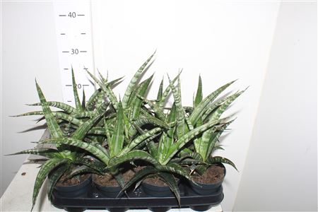 <h4>Sansev Trifascia Ov</h4>