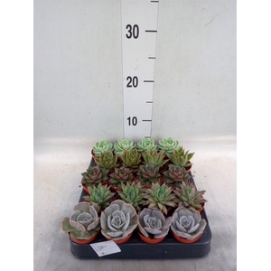 Echeveria   ...mix