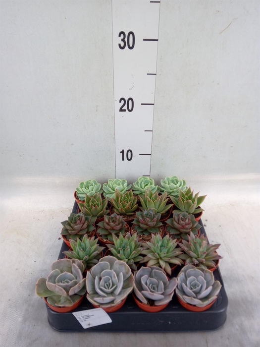 <h4>Echeveria   ...mix</h4>