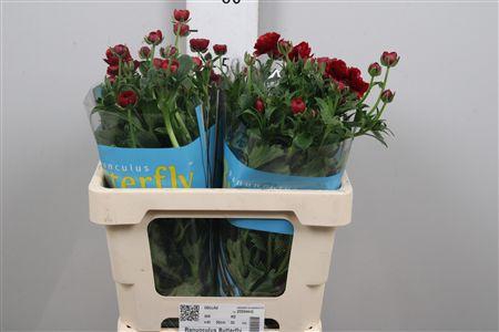 <h4>Ran Butterfly Hades</h4>