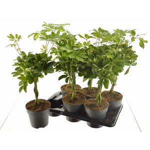 SCHEF AR GOLD CAPELL