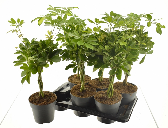 <h4>SCHEF AR GOLD CAPELL</h4>