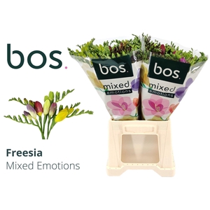 Freesia enk Mix