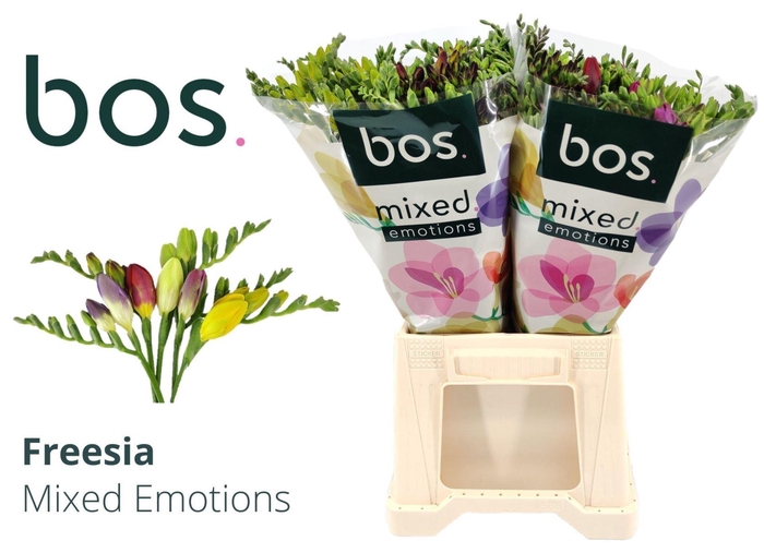 <h4>Freesia enk Mix</h4>