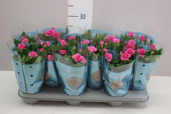 <h4>Rosa Jewel Roze</h4>