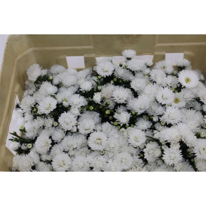 ASTER MARIANA 040 CM
