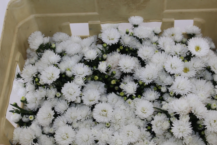 ASTER MARIANA 040 CM
