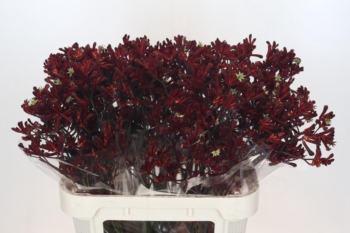 <h4>Anigozanthos Bush Ruby</h4>