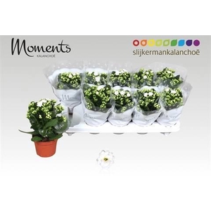 KAL GE STELLAR WHITE