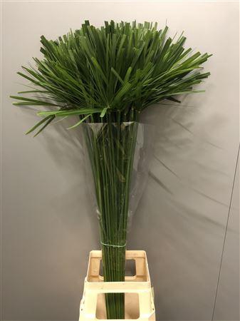 <h4>Cyperus Papyrus Extra</h4>