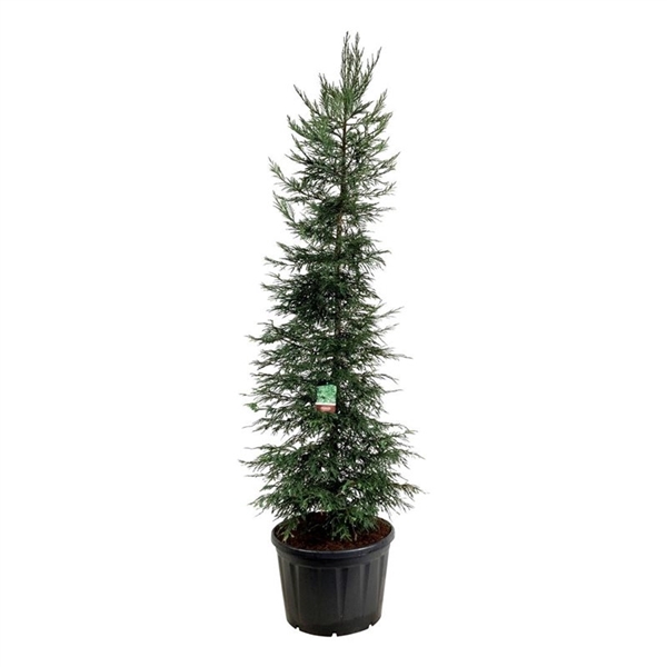 <h4>Sequoia sempervirens 'Xeno'</h4>